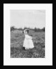 Jennie Camillo picking cranberries at Theodore Budd's Bog, Turkeytown, New Jersey, 1910 by Lewis Wickes Hine
