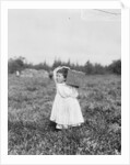 Jennie Camillo picking cranberries at Theodore Budd's Bog, Turkeytown, New Jersey, 1910 by Lewis Wickes Hine