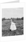 Jennie Camillo picking cranberries at Theodore Budd's Bog, Turkeytown, New Jersey, 1910 by Lewis Wickes Hine