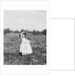 Jennie Camillo picking cranberries at Theodore Budd's Bog, Turkeytown, New Jersey, 1910 by Lewis Wickes Hine