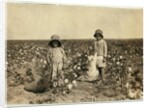 Jewel and Harold Walker, 6 and 5 years old, pick 20 to 25 pounds of cotton a day at Geronimo,Comanche County Oklahoma, 1916 by Lewis Wickes Hine