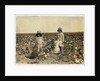 Jewel and Harold Walker, 6 and 5 years old, pick 20 to 25 pounds of cotton a day at Geronimo,Comanche County Oklahoma, 1916 by Lewis Wickes Hine