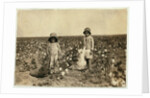 Jewel and Harold Walker, 6 and 5 years old, pick 20 to 25 pounds of cotton a day at Geronimo,Comanche County Oklahoma, 1916 by Lewis Wickes Hine
