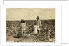 Jewel and Harold Walker, 6 and 5 years old, pick 20 to 25 pounds of cotton a day at Geronimo,Comanche County Oklahoma, 1916 by Lewis Wickes Hine