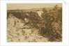 A six year old Polish girl picking berries all day with her family by Lewis Wickes Hine