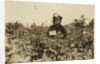 Annie Bissie picking berries in the fields near Baltimore, Maryland, 1909 by Lewis Wickes Hine
