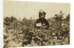Annie Bissie picking berries in the fields near Baltimore, Maryland, 1909 by Lewis Wickes Hine