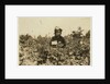 Annie Bissie picking berries in the fields near Baltimore, Maryland, 1909 by Lewis Wickes Hine