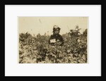 Annie Bissie picking berries in the fields near Baltimore, Maryland, 1909 by Lewis Wickes Hine
