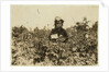 Annie Bissie picking berries in the fields near Baltimore, Maryland, 1909 by Lewis Wickes Hine