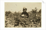 Annie Bissie picking berries in the fields near Baltimore, Maryland, 1909 by Lewis Wickes Hine