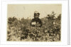 Annie Bissie picking berries in the fields near Baltimore, Maryland, 1909 by Lewis Wickes Hine
