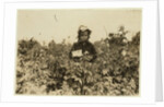 Annie Bissie picking berries in the fields near Baltimore, Maryland, 1909 by Lewis Wickes Hine