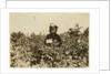 Annie Bissie picking berries in the fields near Baltimore, Maryland, 1909 by Lewis Wickes Hine