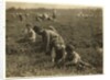 Jo Arnao 3, picking cranberries with his brother 6 and sister 9 at Whites Bog, Browns Mills, New Jersey, 1910 by Lewis Wickes Hine