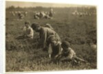Jo Arnao 3, picking cranberries with his brother 6 and sister 9 at Whites Bog, Browns Mills, New Jersey, 1910 by Lewis Wickes Hine
