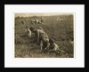 Jo Arnao 3, picking cranberries with his brother 6 and sister 9 at Whites Bog, Browns Mills, New Jersey, 1910 by Lewis Wickes Hine