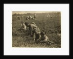 Jo Arnao 3, picking cranberries with his brother 6 and sister 9 at Whites Bog, Browns Mills, New Jersey, 1910 by Lewis Wickes Hine