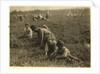 Jo Arnao 3, picking cranberries with his brother 6 and sister 9 at Whites Bog, Browns Mills, New Jersey, 1910 by Lewis Wickes Hine