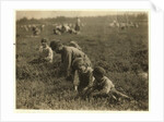 Jo Arnao 3, picking cranberries with his brother 6 and sister 9 at Whites Bog, Browns Mills, New Jersey, 1910 by Lewis Wickes Hine
