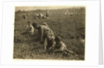 Jo Arnao 3, picking cranberries with his brother 6 and sister 9 at Whites Bog, Browns Mills, New Jersey, 1910 by Lewis Wickes Hine