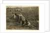 Jo Arnao 3, picking cranberries with his brother 6 and sister 9 at Whites Bog, Browns Mills, New Jersey, 1910 by Lewis Wickes Hine