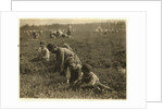 Jo Arnao 3, picking cranberries with his brother 6 and sister 9 at Whites Bog, Browns Mills, New Jersey, 1910 by Lewis Wickes Hine