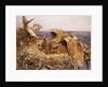 Sea Eagle's Nest, 1907 by Bruno Andreas Liljefors