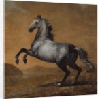 The Little Englishman, King Karl XI's Horse by David Klocker Ehrenstrahl