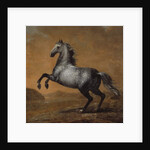 The Little Englishman, King Karl XI's Horse by David Klocker Ehrenstrahl