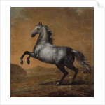 The Little Englishman, King Karl XI's Horse by David Klocker Ehrenstrahl