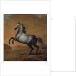 The Little Englishman, King Karl XI's Horse by David Klocker Ehrenstrahl