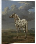 The 'Piebald' Horse, c.1650-4 by Paulus Potter