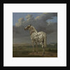 The 'Piebald' Horse, c.1650-4 by Paulus Potter