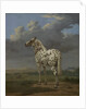 The 'Piebald' Horse, c.1650-4 by Paulus Potter