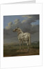 The 'Piebald' Horse, c.1650-4 by Paulus Potter