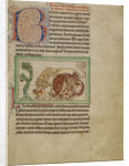 Northumberland Bestiary, c.1250-60 by English School