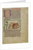 Northumberland Bestiary, c.1250-60 by English School