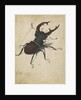 Stag beetle, 1505 by Albrecht Dürer or Duerer