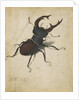Stag beetle, 1505 by Albrecht Dürer or Duerer