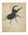 Stag beetle, 1505 by Albrecht Dürer or Duerer