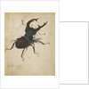 Stag beetle, 1505 by Albrecht Dürer or Duerer