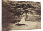 The Beech Tree, c.1855-7 by Gustave Le Gray