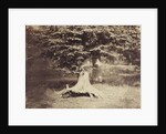 The Beech Tree, c.1855-7 by Gustave Le Gray