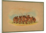 Mandan Buffalo Dance, 1861 by George Catlin