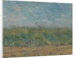 Wheatfield with Partridge, 1887 by Vincent van Gogh