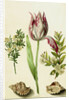 Tulip, two Branches of Myrtle and two Shells, c.1700 by Maria Sibylla Graff Merian