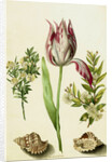 Tulip, two Branches of Myrtle and two Shells, c.1700 by Maria Sibylla Graff Merian