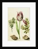 Tulip, two Branches of Myrtle and two Shells, c.1700 by Maria Sibylla Graff Merian