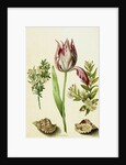 Tulip, two Branches of Myrtle and two Shells, c.1700 by Maria Sibylla Graff Merian